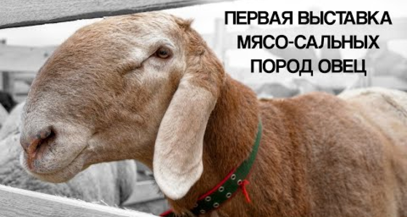 Embedded thumbnail for Первая выставка мясо-сальных пород овец в северном Казахстане