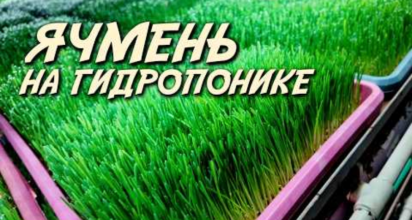 Embedded thumbnail for Ячмень на гидропонике