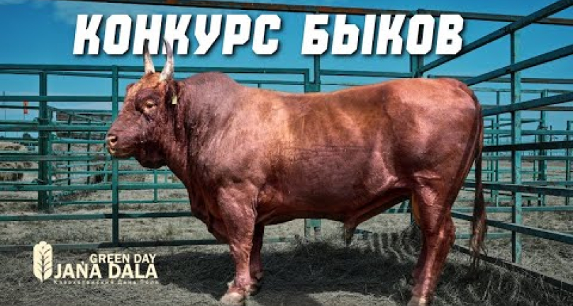 Embedded thumbnail for  Конкурс племенных быков на Jańa Dala 2025: сила, генетика и рекорды! Часть 2