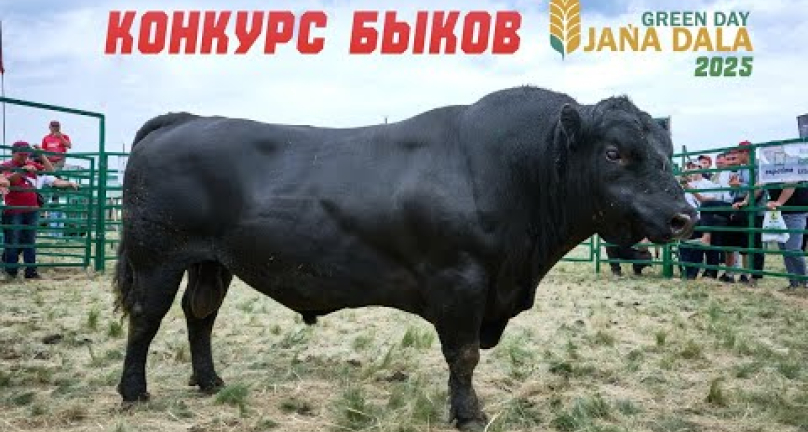 Embedded thumbnail for Конкурс племенных быков на Jańa Dala 2025: сила, генетика и рекорды! Часть 1