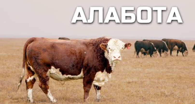 Embedded thumbnail for Alabota GCK - родина Qazaq Aqbas